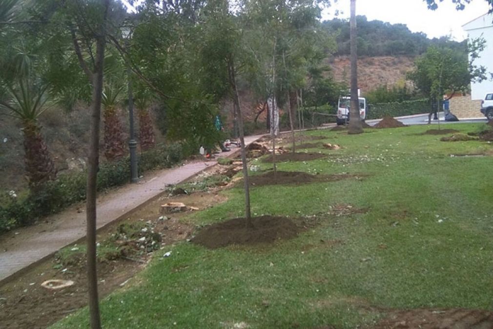 Se han plantado árboles adecuados para las condiciones de espacio y climáticas de la zona.
