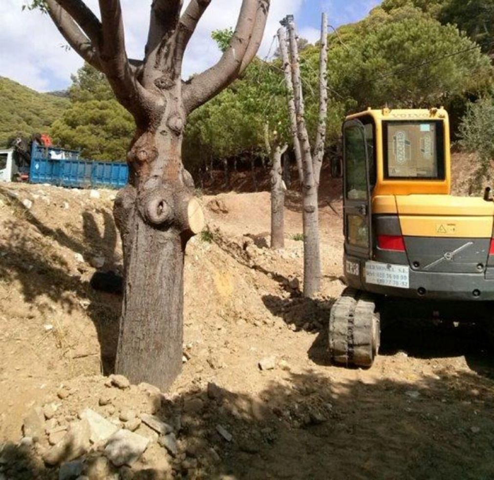Traslado de &aacute;rboles de la zona de Osunillas
